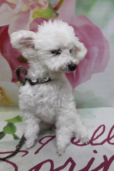 千葉県習志野市のトイプードルのトリミング前画像