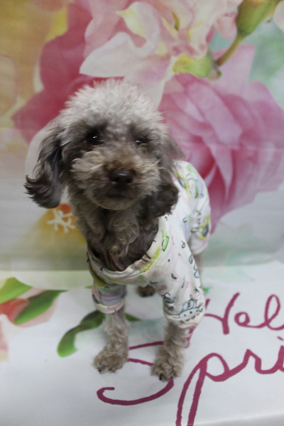 千葉県鎌ケ谷市のトイプードルのトリミング前画像