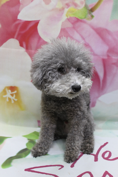 千葉県船橋市のトイプードルのトリミング前画像