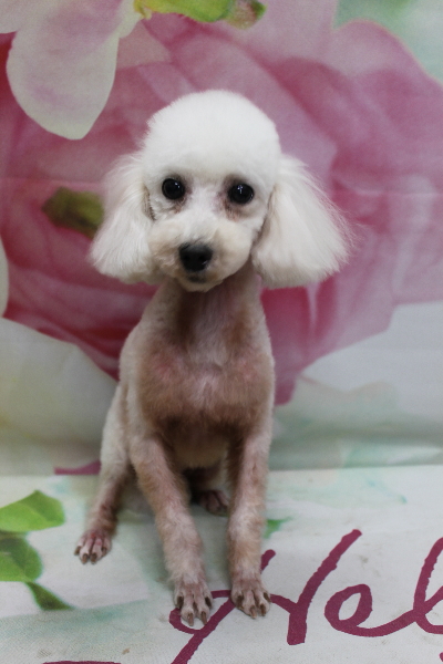 トイプードルブリーダーの成犬、トリミング画像