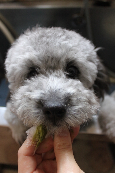 千葉県船橋市のトイプードルの歯磨き画像