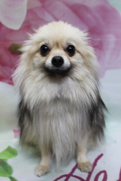 千葉県船橋市のポメラニアンのトリミング前画像