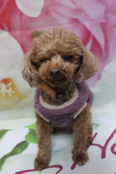 千葉県鎌ケ谷市のトイプードルのトリミング前画像