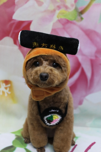 千葉県松戸市のトイプードルのトリミング画像