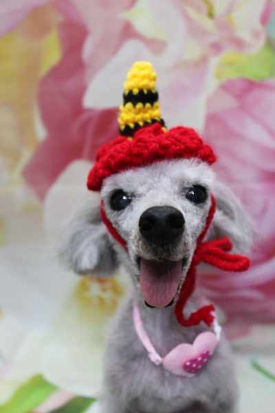 千葉県船橋市のトイプードルのトリミング画像