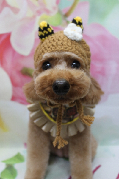 千葉県鎌ヶ谷市のトイプードルのトリミング画像