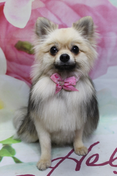 千葉県船橋市のポメラニアンのトリミング画像