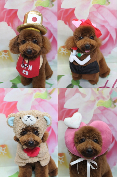 千葉県鎌ヶ谷市のトイプードルのトリミング画像