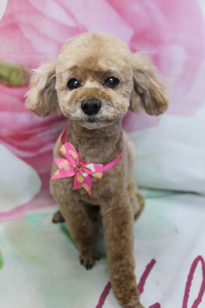 千葉県鎌ヶ谷市のトイプードルのトリミング画像