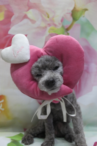 千葉県船橋市のトイプードルのトリミング画像