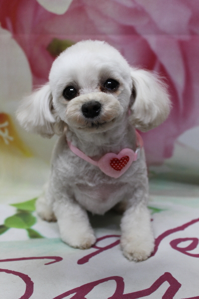 千葉県鎌ケ谷市のミックス犬のトリミング画像