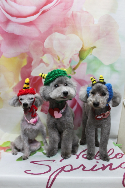 千葉県船橋市のトイプードルのトリミング画像