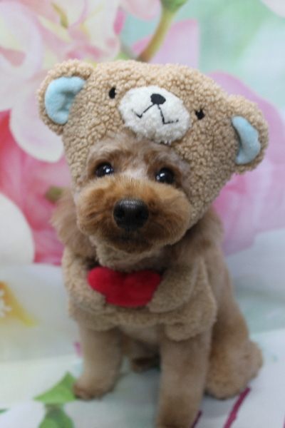 千葉県鎌ヶ谷市のトイプードルのトリミング画像