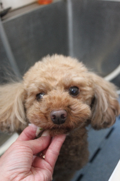 神奈川県横浜市のトイプードルの歯磨き画像
