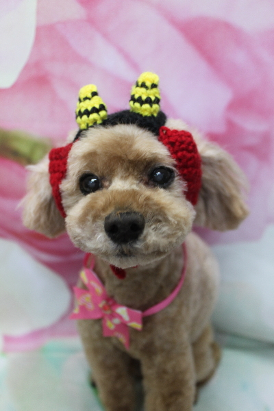 千葉県鎌ヶ谷市のトイプードルのトリミング画像