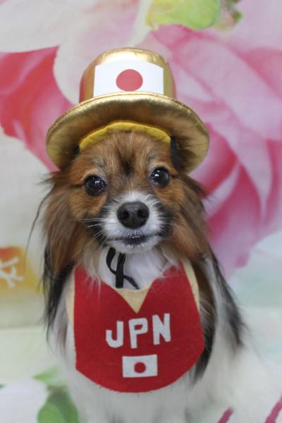 千葉県鎌ヶ谷市のパピヨンのトリミング画像