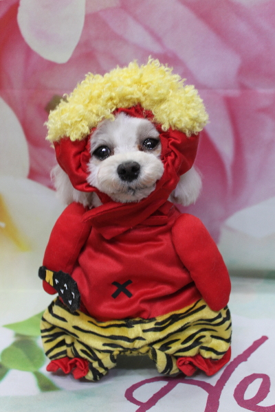 千葉県鎌ケ谷市のミックス犬のトリミング画像