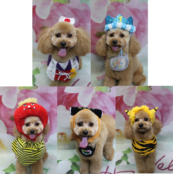 千葉県鎌ケ谷市のトイプードルのトリミング画像