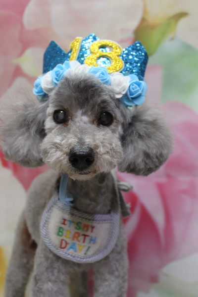 千葉県船橋市のトイプードルのトリミング画像