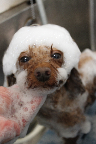神奈川県横浜市のトイプードルのシャンプー画像