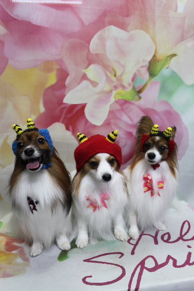 千葉県鎌ヶ谷市のパピヨンのトリミング画像