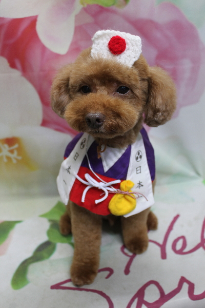 千葉県船橋市のトイプードルのトリミング画像