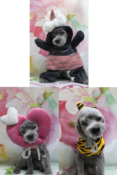 千葉県船橋市のトイプードルのトリミング画像