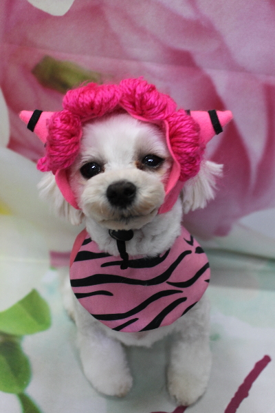 千葉県鎌ケ谷市のミックス犬のトリミング画像