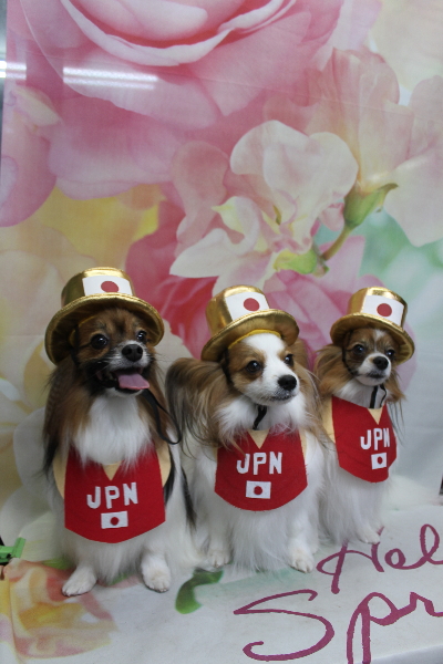 千葉県鎌ヶ谷市のパピヨンのトリミング画像