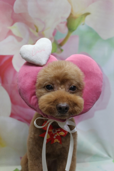 千葉県船橋市のトイプードルのトリミング画像