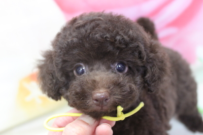 トイプードルブリーダーの子犬、トリミング画像