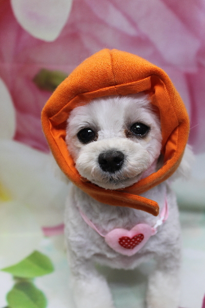 千葉県鎌ケ谷市のミックス犬のトリミング画像