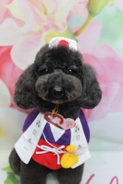 千葉県鎌ヶ谷市のトイプードルのトリミング画像