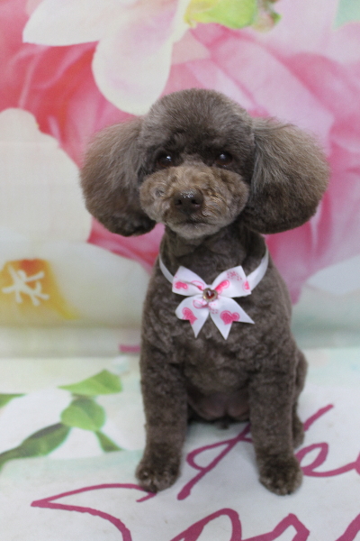 千葉県市川市のトイプードルのトリミング画像