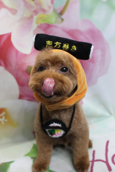 千葉県船橋市のトイプードルのトリミング画像