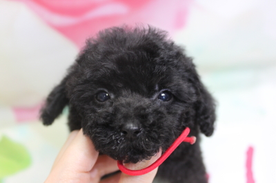 トイプードルブリーダーの子犬、トリミング画像