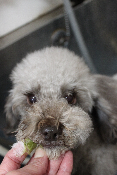 千葉県鎌ケ谷市のトイプードルの歯磨き画像