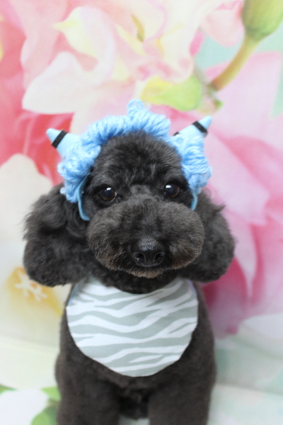 千葉県鎌ヶ谷市のトイプードルのトリミング画像