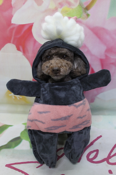 千葉県市川市のトイプードルのトリミング画像