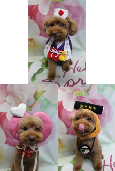 千葉県船橋市のトイプードルのトリミング画像