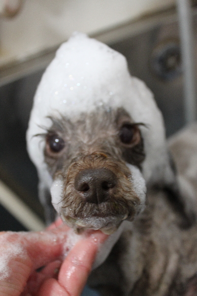 千葉県鎌ケ谷市のトイプードルのシャンプー画像