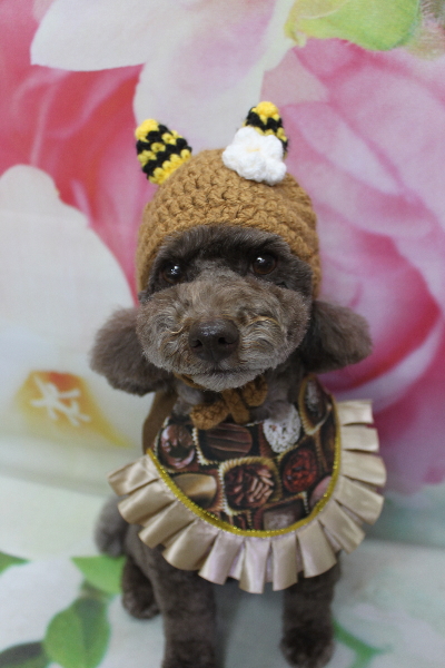 千葉県市川市のトイプードルのトリミング画像