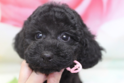 トイプードルブリーダーの子犬、トリミング画像