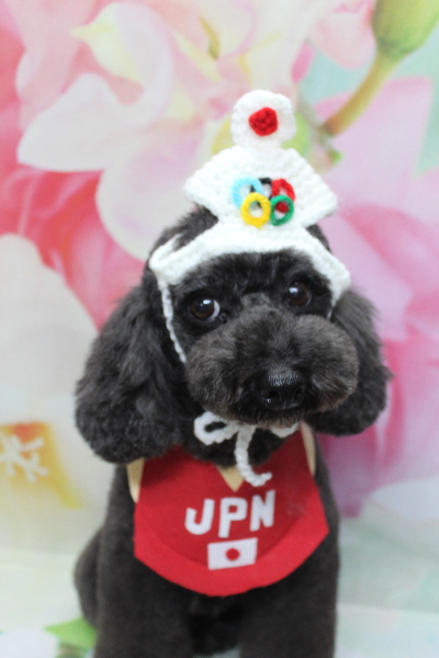 千葉県鎌ヶ谷市のトイプードルのトリミング画像