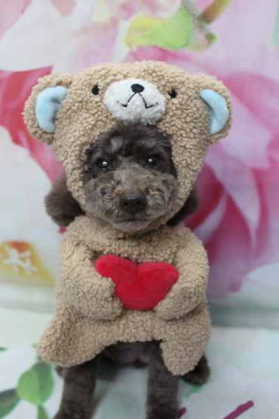 千葉県市川市のトイプードルのトリミング画像