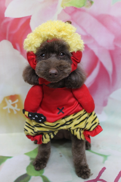 千葉県市川市のトイプードルのトリミング画像