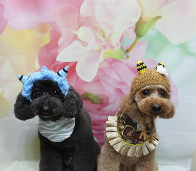 千葉県鎌ヶ谷市のトイプードルのトリミング画像