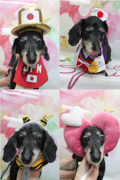 千葉県鎌ヶ谷市のミニチュアダックスのトリミング画像