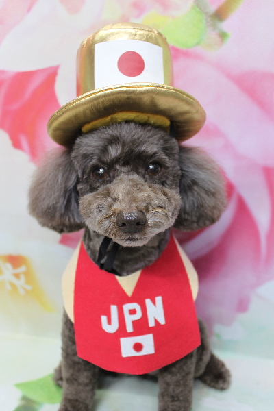 千葉県市川市のトイプードルのトリミング画像