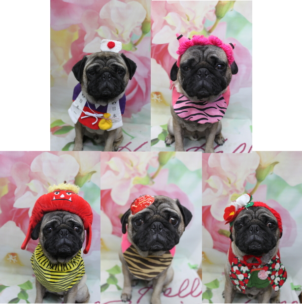 千葉県鎌ケ谷市のパグのトリミング画像